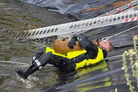 Rettung eines Rehs durch die Feuerwehr Celle (Foto: Feuerwehr Celle) Rettung eines Rehs durch die Feuerwehr Celle (Foto: Feuerwehr Celle)