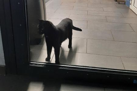 Die Katze erhielt in den Räumen der Bundespolizei etwas Freilauf Die Katze erhielt in den Räumen der Bundespolizei etwas Freilauf