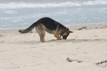 Vierbeiner nur am Hundestrand