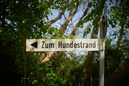 Auf das Wohlergehen des Hundes achten
