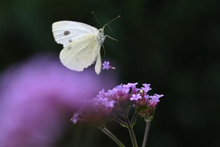 Flugkünstler - Schmetterling fliegt mit Eisenkraut-Blüte