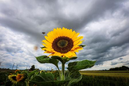 Sonnenblume leuchtet vor dunklen Wolken