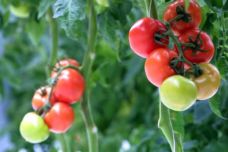 Tomatenblätter