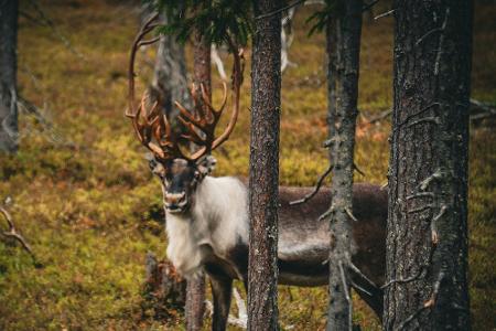 Lappland, Finnland