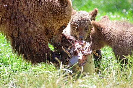 Eine Eisbombe für Braunbärmama Idun und ihrem Nachwuchs im Tierpark in Thale.
