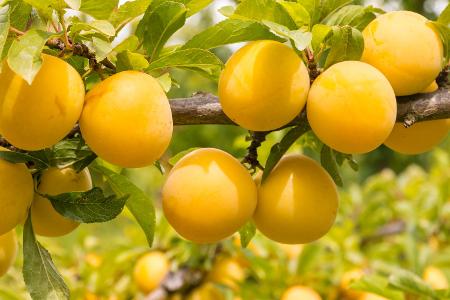Obst und Gemüse in Hülle und Fülle: Diese Sorten haben im Juli Saison
