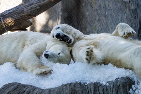 Die Eisbären im Prager Zoo kühlen sich mit Eiswürfel ab.