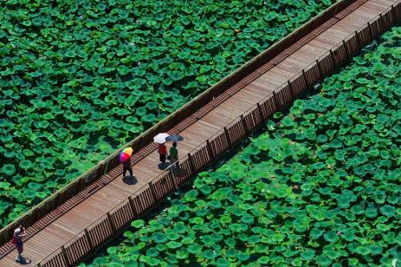 Im Xuanwu Lake Park in Nanjing, in der ostchinesischen Provinz Jiangsu, gehen Menschen mit Sonnenschirmen auf einer Plankenstraße spazieren, um sich an Lotusblumen zu erfreuen. (Luftaufnahme mit einer Drohne)