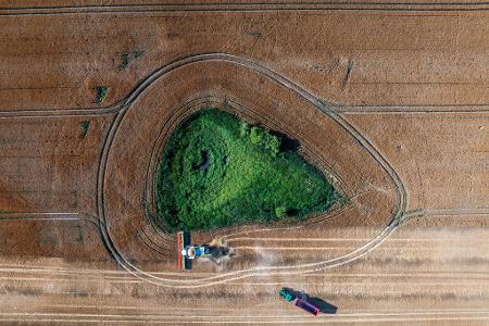 Ein Mähdrescher fährt am Abend über ein Gerstenfeld in Rosenow und wird von einem Traktor mit einen Erntewagen begleitet.