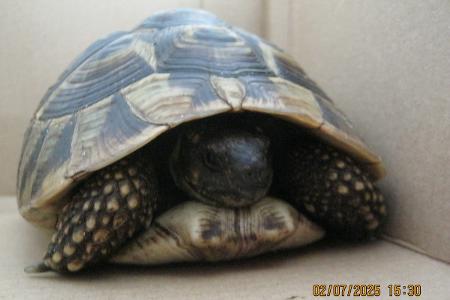 Griechische Landschildkröte
Quellenangabe: Polizeidirektion Flensburg Griechische Landschildkröte
Quellenangabe: Polizeidirektion Flensburg
