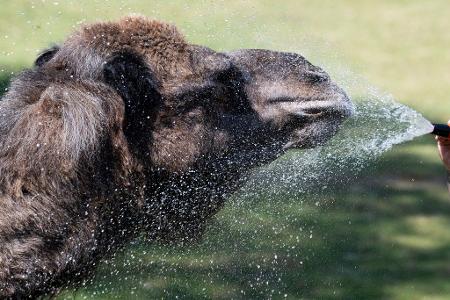 Im Opel-Zoo in Kronberg erfrischt eine Tierpflegerin mit einer Wasserdusche die Dromedare bei 40 Grad. Die Tiere, die Hitze gewohnt sind, suchen nach Abkühlung.
