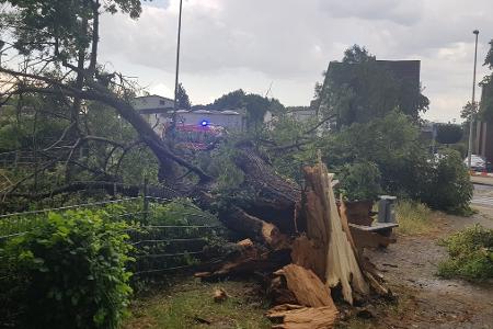 umgestürzter Baum umgestürzter Baum