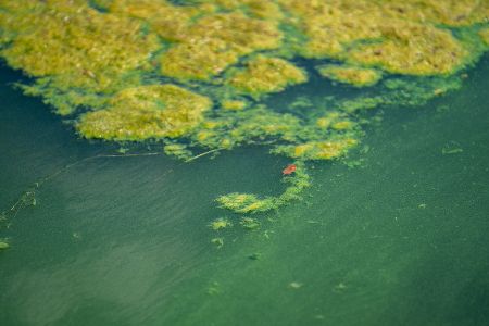 Blaualgenteppich im Wasser