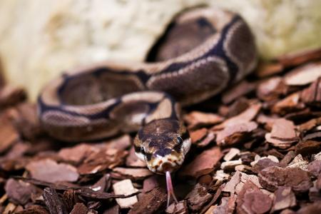 Königspythons (Python regius) sind eine geschützte Art. (Archivbild) Königspythons (Python regius) sind eine geschützte Art. (Archivbild)