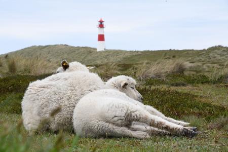 Auf dem Ellenbogen in List (Sylt) hatte der Goldschakal seit Mai mehrere Lämmer gerissen. (Archivbild) Auf dem Ellenbogen in List (Sylt) hatte der Goldschakal seit Mai mehrere Lämmer gerissen. (Archivbild)