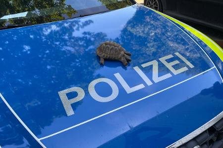 Schildkröte Schildkröte