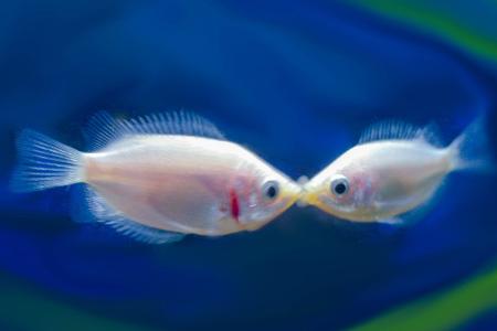 Fischliebe