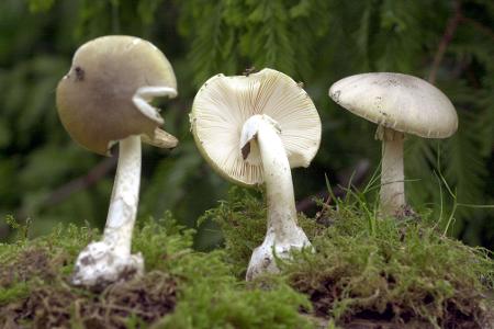 Der Grüne Knollenblätterpilz ist extrem giftig - und ähnelt harmlosen Champignons. (Archivbild)
