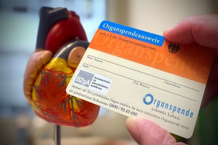 Hand hält Organspendeausweis vor ein Modell menschlicher Organe