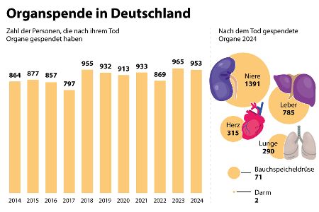Balkendiagramm zeigt, welche Organe in Deutschland in 2024 am meisten gespendet wurden