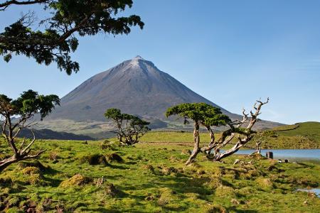 Pico