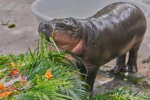 Hype in Thailand: Hippo-Mädchen Moo Deng feiert Geburtstag