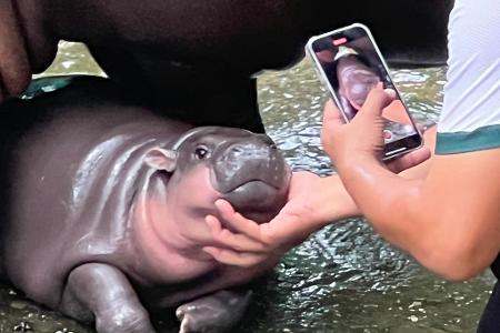 Mit solchen Fotos von ihren rosa Pausbacken wurde Moo Deng zur Internet-Sensation. (Archivbild)