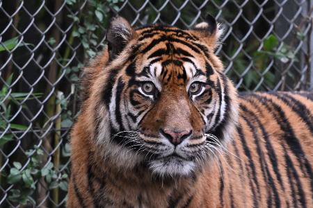 Mann in Indonesien von Sumatra-Tiger angegriffen und getötet