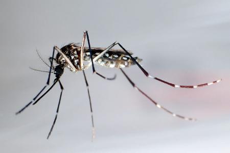 Impfempfehlung: Was Reisende über Chikungunya wissen müssen