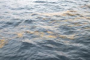 Gewässerverunreinigung in der Nordsee - Tatverdächtiges Fahrzeug festgestellt