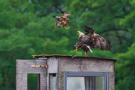 Die Bilder des Tages