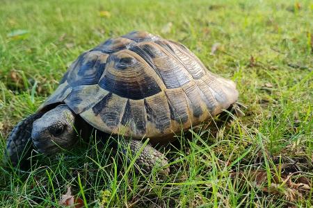Bild der gefundenen Schildkröte Bild der gefundenen Schildkröte