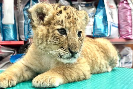 Das seltene Hybrid Liger - eine Kreuzung aus Löwe und Tiger - wurde Mitte Mai 2025 im Zoo von Zaharesti, nahe der Stadt Suceava, im Nordosten Rumäniens geboren. Das seltene Hybrid Liger - eine Kreuzung aus Löwe und Tiger - wurde Mitte Mai 2025 im Zoo von Zaharesti, nahe der Stadt Suceava, im Nordosten Rumäniens geboren.