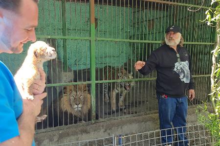 Tierarzt Gabriel Gaspar (l) mit dem Liger-Baby und Zoo-Besitzer Dorin Soimaru stehen vor dem Käfig, in dem die Eltern des Ligers, der Löwe und die Tiger-Dame zu sehen sind.