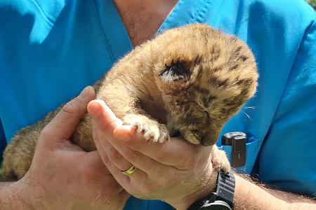 Ein Tierarzt hält das Liger-Baby aus demZoo von Zaharesti, nahe der Stadt Suceava, im Nordosten Rumäniens. Es wurde Mitte Mai geboren.