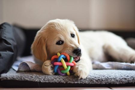 Hundespielzeug