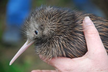 Zwergkiwi in Neuseeland wiederentdeckt Zwergkiwi in Neuseeland wiederentdeckt