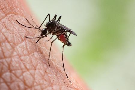 Aedes Aegypti Mücke Aedes Aegypti Mücke