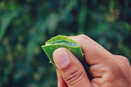 Aloe vera