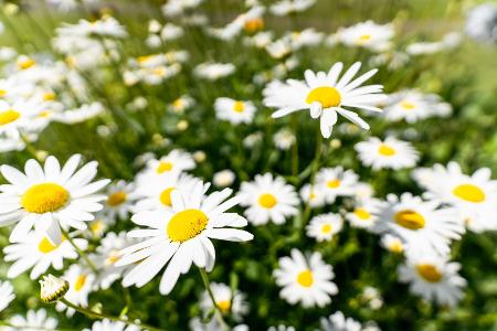 Gänseblümchen 