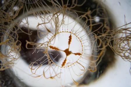 Gefährliche Klammerquallen in der Ostsee