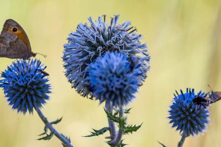 Wetter in Sachsen-Anhalt: Schmetterlinge sitzen auf den Fruchtständen einer Drüsenblättrigen Kugeldistel.