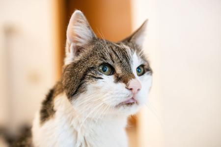 Katzen sollen auch in Amsterdam sicher wieder nach Hause kommen. (Symbolbild) Katzen sollen auch in Amsterdam sicher wieder nach Hause kommen. (Symbolbild)