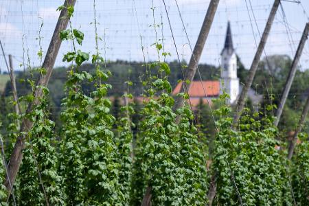 Deutschland ist das größte Anbaugebiet für Hopfen - und verzeichnete 2024 auch die größte Ernte. (Archivbild)