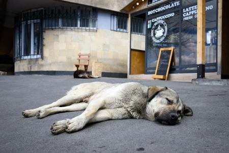 Straßenhunde sind oft gar nicht so unglücklich und allein, wie viele hierzulande meinen. (Archivbild) Straßenhunde sind oft gar nicht so unglücklich und allein, wie viele hierzulande meinen. (Archivbild)