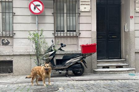 Echte Straßenhunde können 