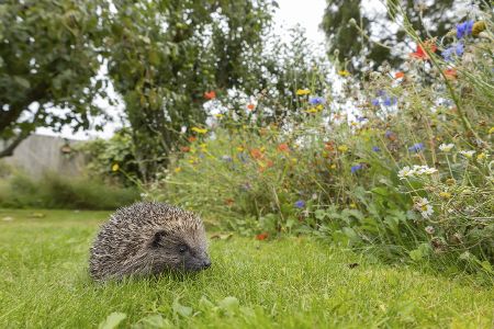 Igel vor einem Wildblumenbeet