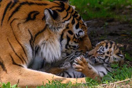 Tigermutter "Stormi" spielt im Zoo Magdeburg im Freigehege mit einem ihrer Jungtiere. Es ist eines von vier Tigerbabys. 