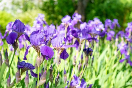 Wieseniris