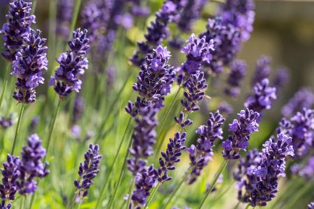 Lavendel